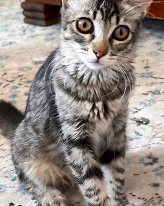 Gattina di 3 mesi