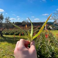 Germoglio Aloe Arborescens