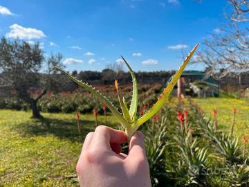 Germoglio Aloe Arborescens