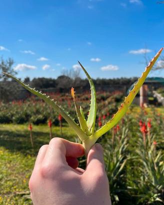Germoglio Aloe Arborescens