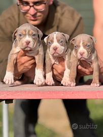 American pitbull terrier