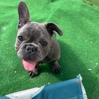 Cucciolo bulldog francese, maschio blu