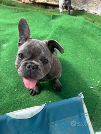 Cucciolo bulldog francese, maschio blu