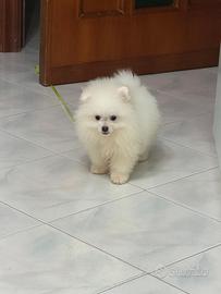 Spitz pomeriana