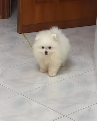Spitz pomeriana