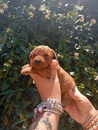 Barboncino toy