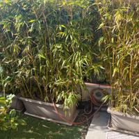 Vasi con bambù nani Niscemi