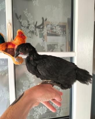 Giovane galletto incrocio marans