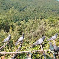 Piccioni volantini per caccia al colombaccio
