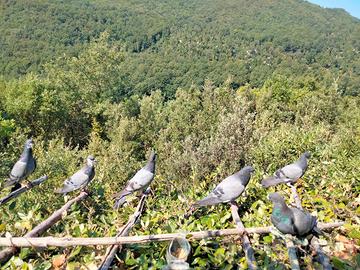 Piccioni volantini per caccia al colombaccio