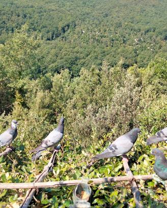 Piccioni volantini per caccia al colombaccio