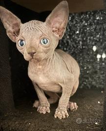 Sphynx gatto nudo