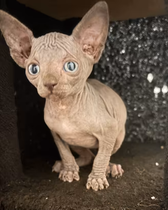 Sphynx gatto nudo