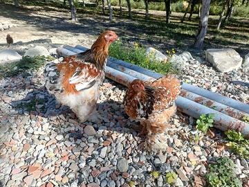 galline Brahma