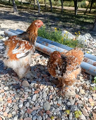 galline Brahma