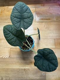 Alocasia melo
