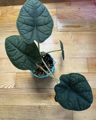 Alocasia melo