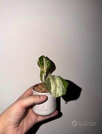 Epipremnum pothos aurea manjula