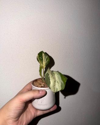 Epipremnum pothos aurea manjula