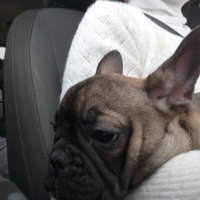 Cuccioli di Bulldog francese