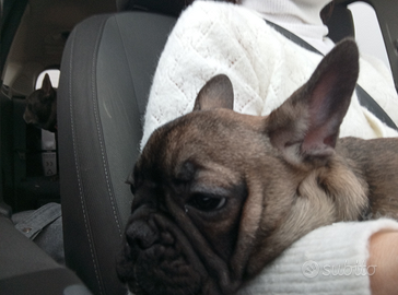 Cuccioli di Bulldog francese