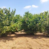 Noccioleto in produzione