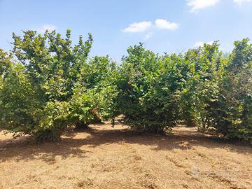 Noccioleto in produzione