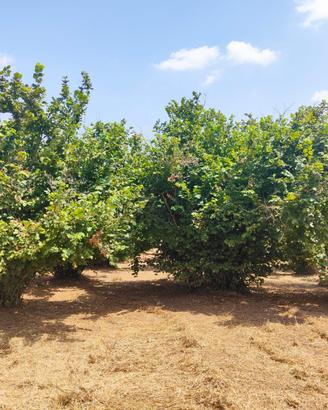 Noccioleto in produzione