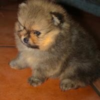 Pomerania nano Spitz