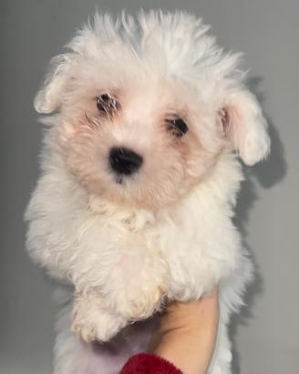 Maltese