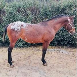 Cavallo Appaloosa