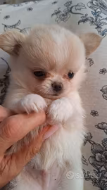 cuccioli chihuahua 