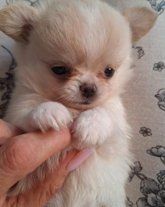 cuccioli chihuahua 