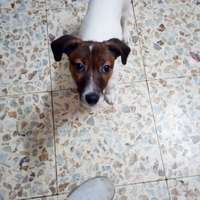 Cagnolina jack Russell