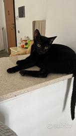 Nero gattino 3 mesi