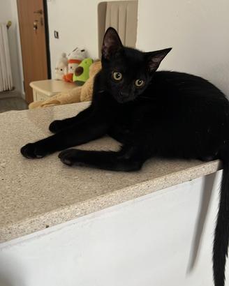 Nero gattino 3 mesi