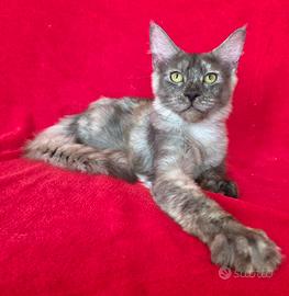 cucciola maine coon con pedigree 