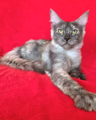 cucciola maine coon con pedigree 
