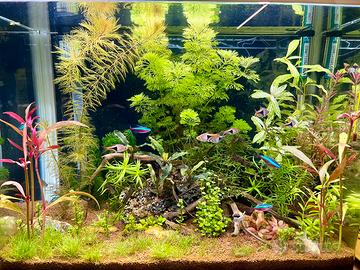 Acquario Billy 45 completo di tutto