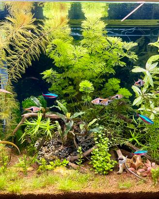 Acquario Billy 45 completo di tutto