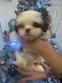 Cuccioli di Yorkshire