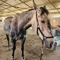 Lusitano in mezza fida