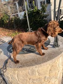 Working Cocker Spaniel - Caccia