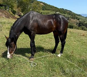 Cavallo Sella italiano