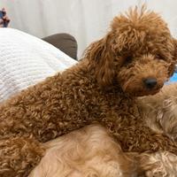 Cucciolo barboncino toy di 7 mesi red brown