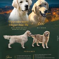 Golden retriver cuccioli femmina