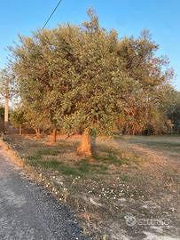 150alber uliv centen180cadaun pù spes espiant e tr