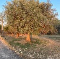 150alber uliv centen180cadaun pù spes espiant e tr