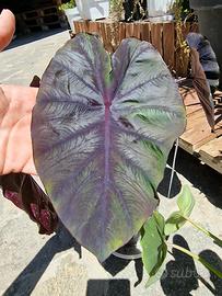 Colocasia Redemption 