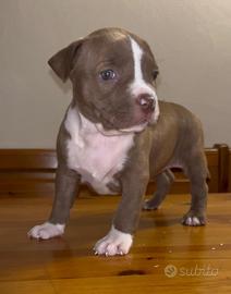 Cuccioli di pitbull